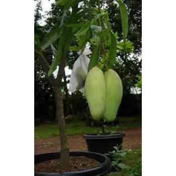 Delicious Mango Plants